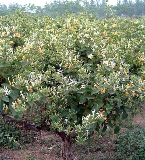树型金银花-金花3号